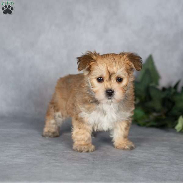 Georgie, Morkie / Yorktese Puppy